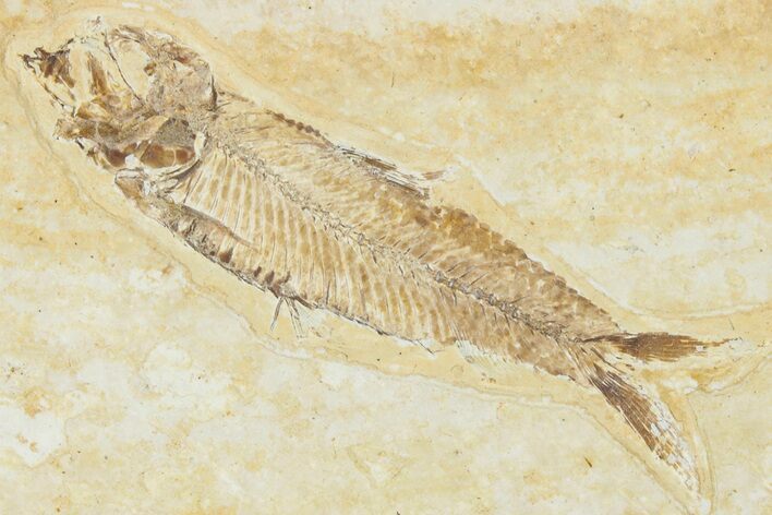Juvenile Fossil Fish (Knightia) - Wyoming #354080